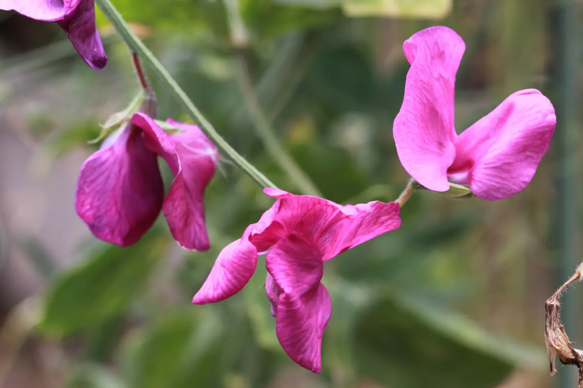 鶴デザイン アルバム 高級感あり 鶴デザイン アルバム 高級感あり 鶴