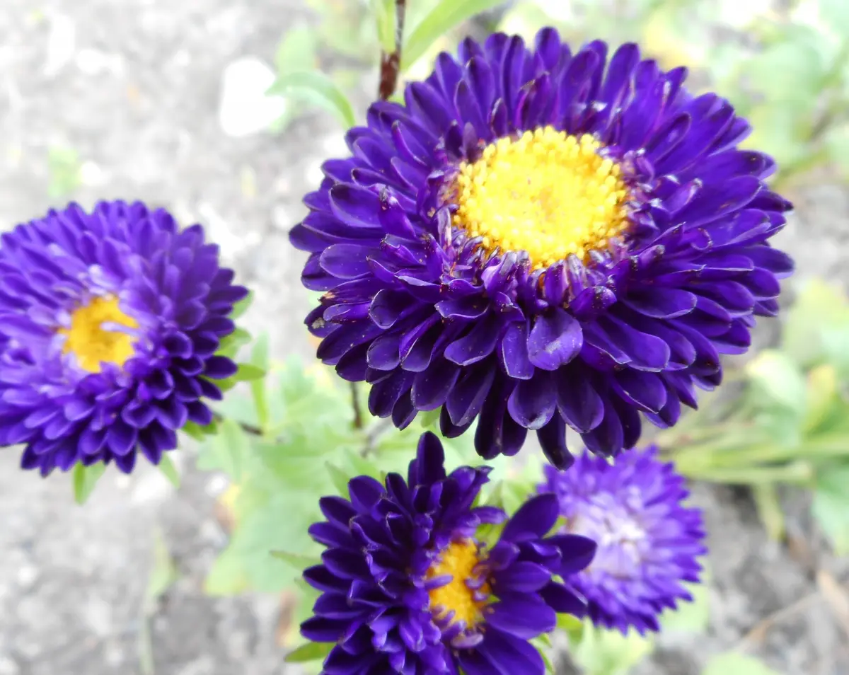 アスター（オランダ菊と思っていたらエ...「実家の庭と畑。」の  