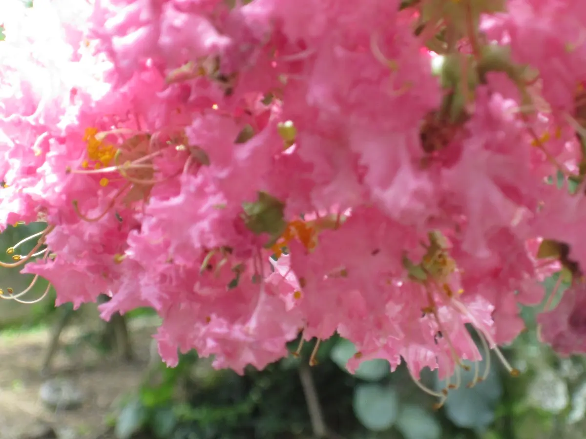 希少・樹齢約50年】サルスベリの幹 白（伐採済） オブジェ 流木