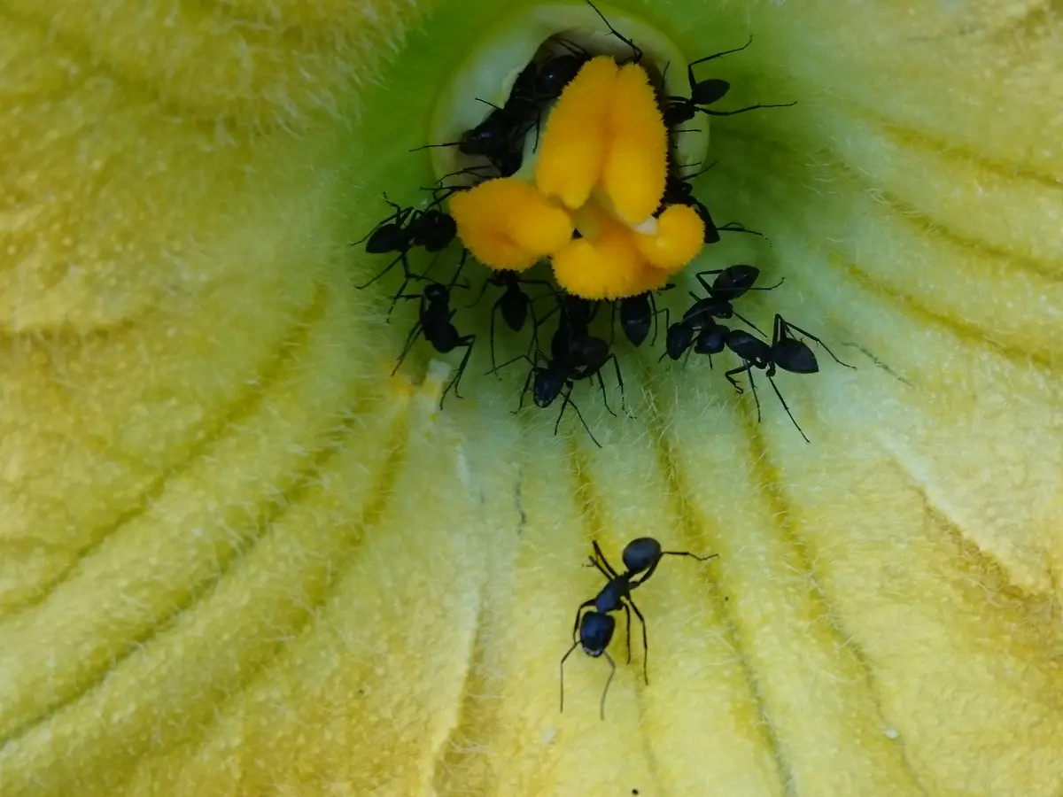カボチャの花です。凄いアリです👀「我が家の野菜」のアルバム