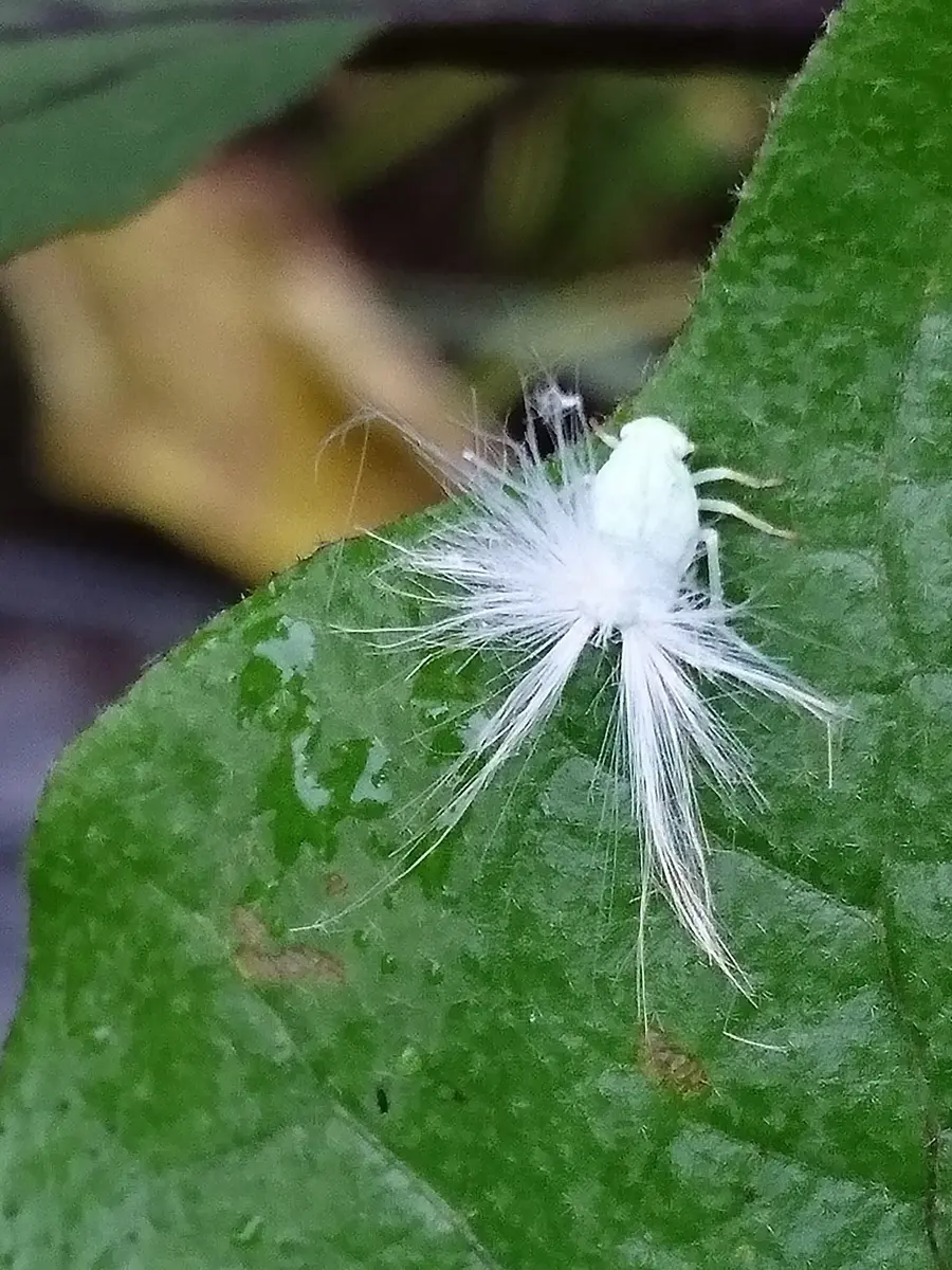 なすの葉に❗羽根をつけた白い虫・・「我が家の野菜」のアルバム