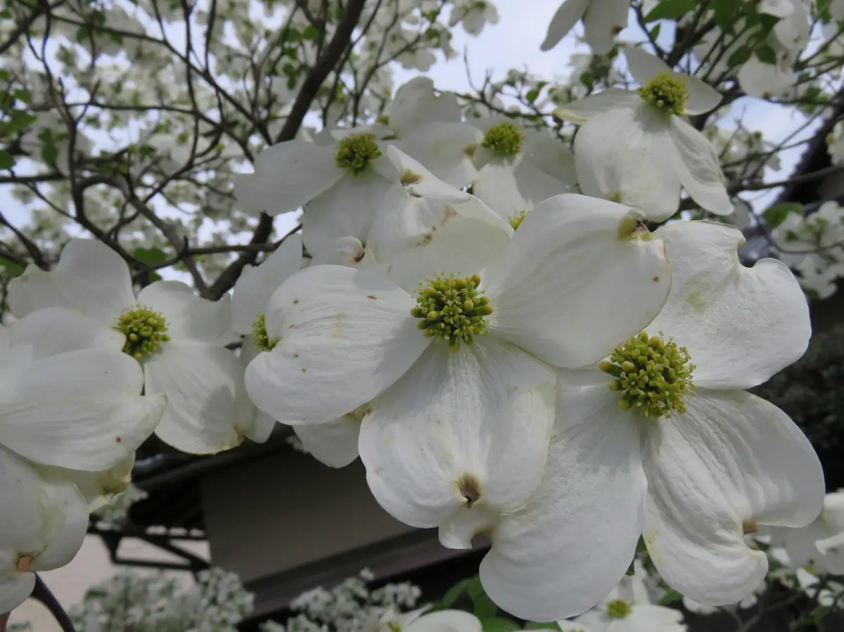 img_cache_a_14941_1_1466215622