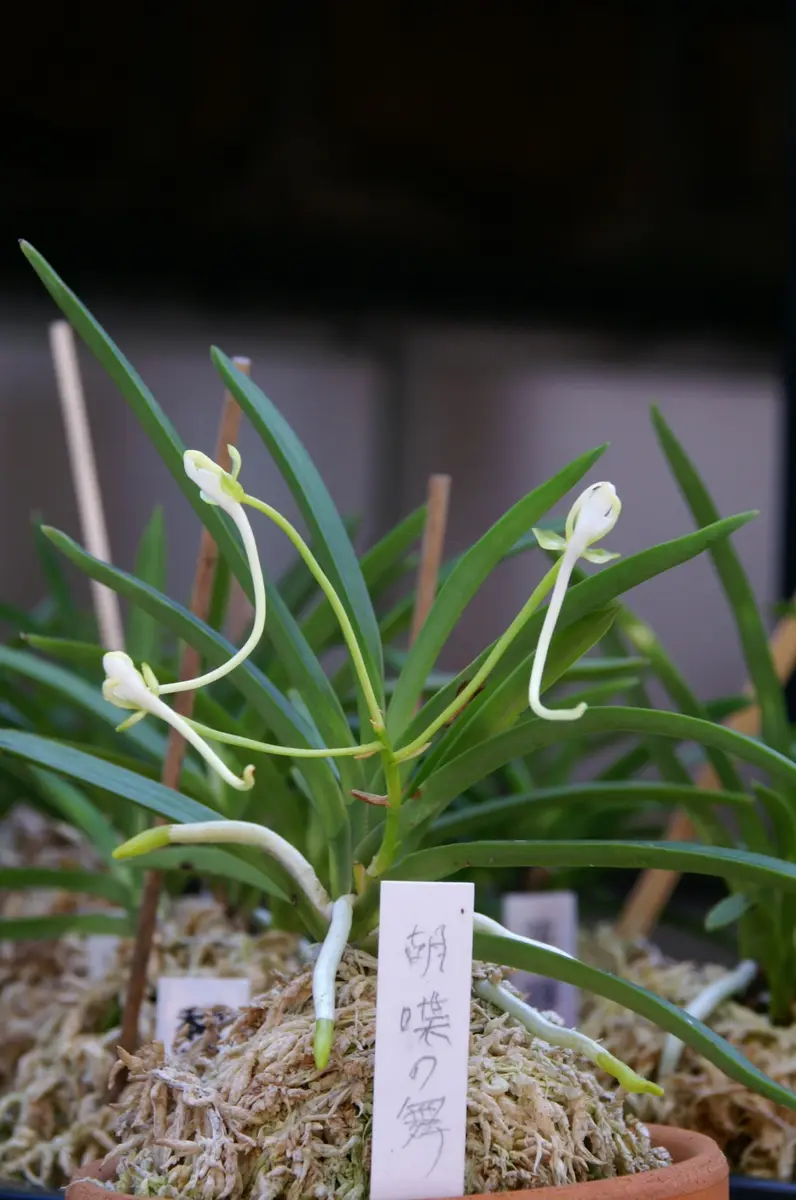 富貴蘭 咲き分けの蝶 富貴蘭 ・咲き分けの蝶-新品同様