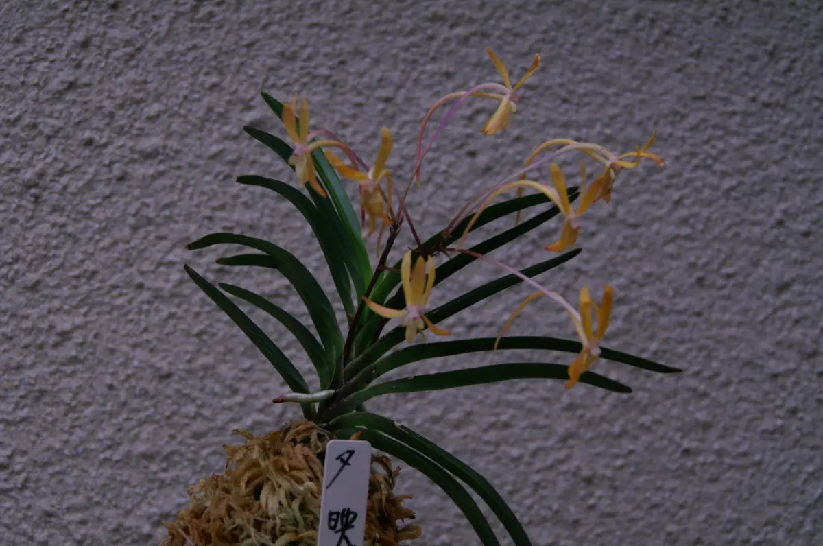 フウラン「夕映」の花。洋ランと風蘭の「フウランの花」のアルバム