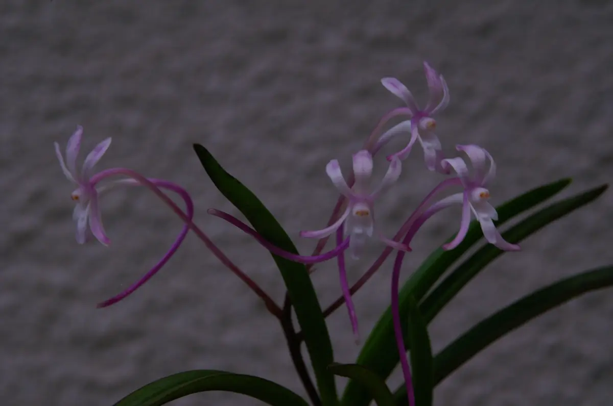 富貴蘭 紅桜 【公式通販】