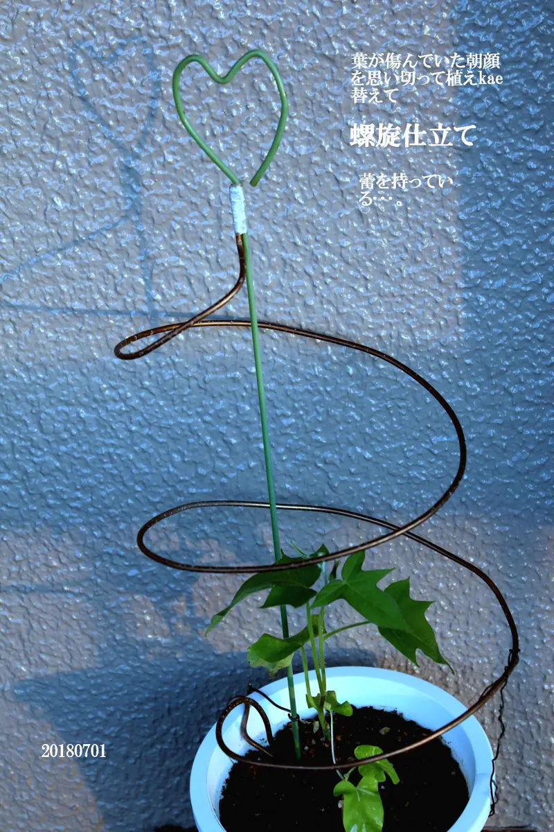 傷んだ朝顔を強引に鉢替え(土が悪いよう...「箱庭浪漫-そのⅥ 朝顔 