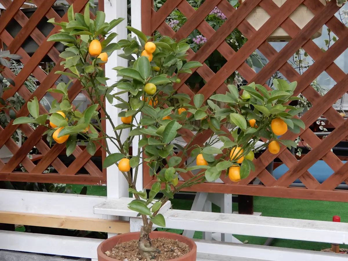 大実金柑苗木♪ レモンの横に ? ?^?-?^? ?^???^?*? ?