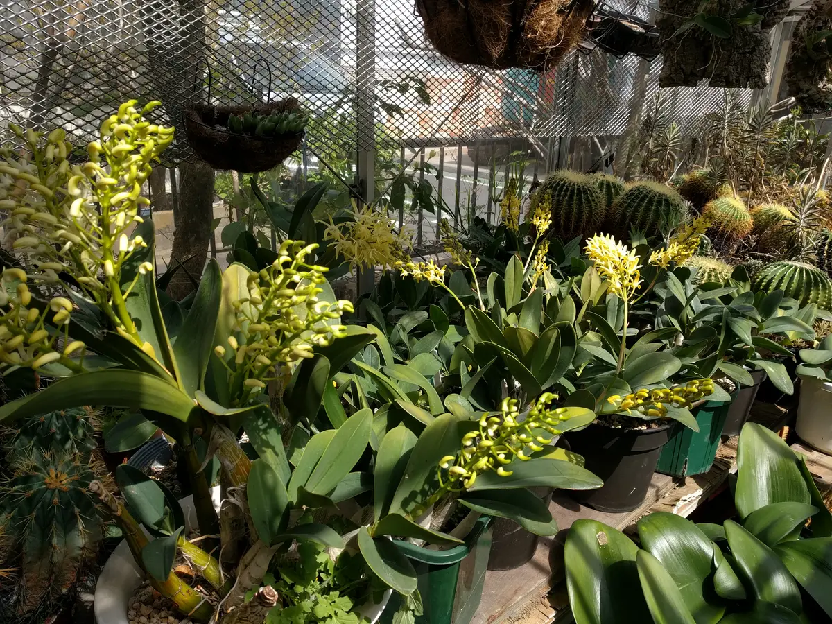 ラン：タイミンセッコク（Den.speciosum)の開花大株です