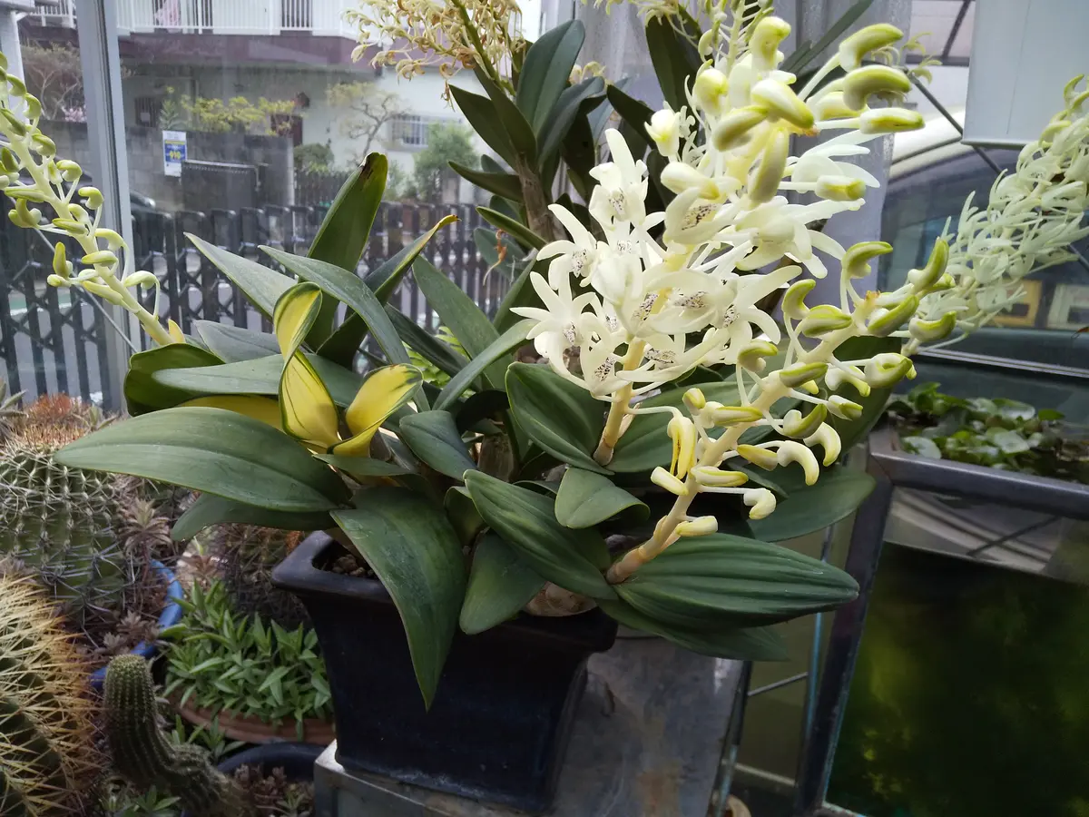 【レビューを書けば送料当店負担】 タイミンセッコク（Den.speciosum)の斑「我が家の温室です その他