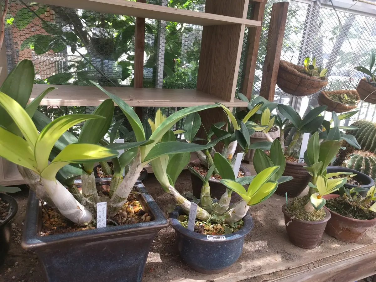 ラン：タイミンセッコク（Den.speciosum)の開花大株です