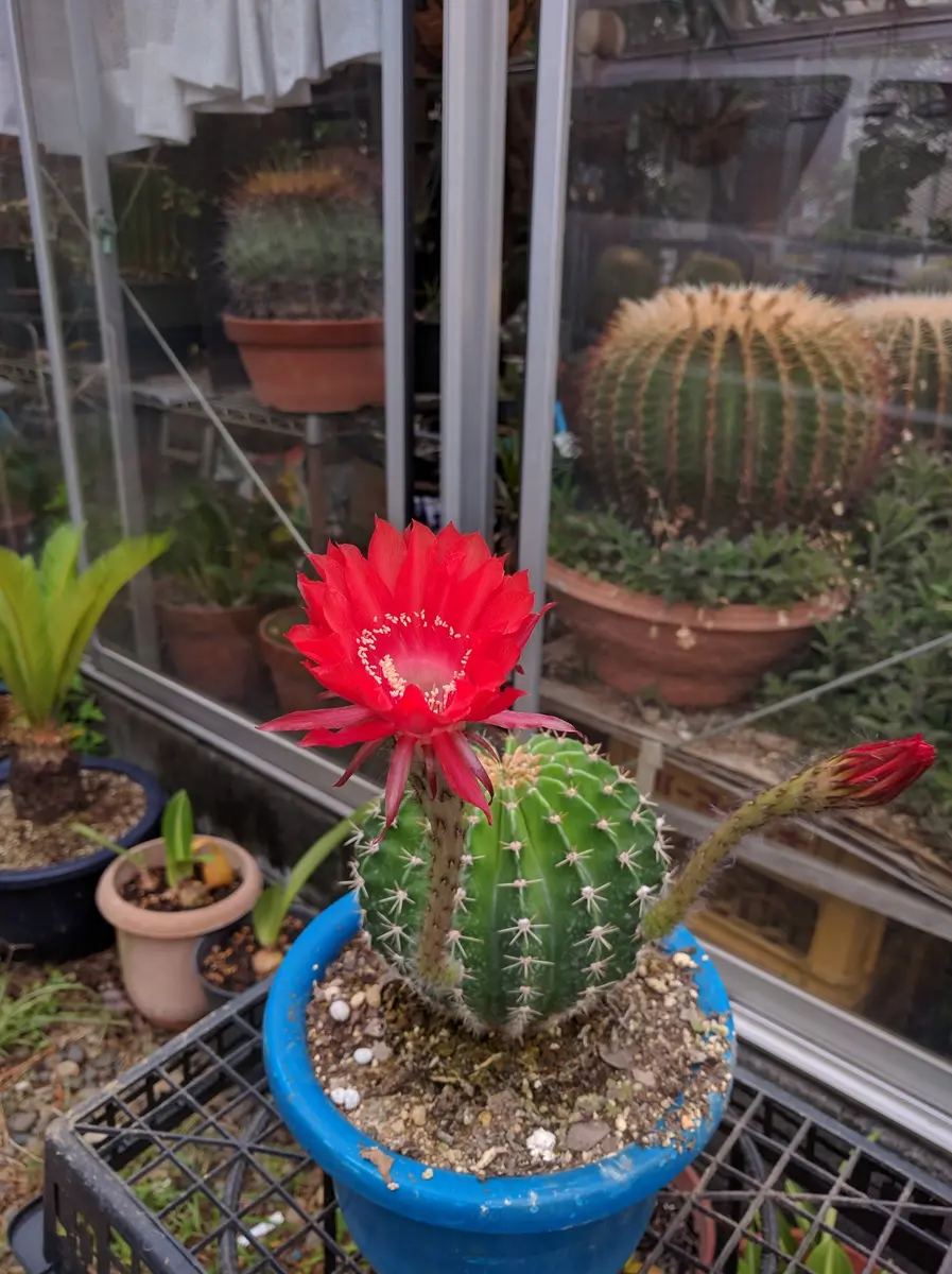 ロビビオプシスの仲間と思われる花サボ「我が家の温室です」の