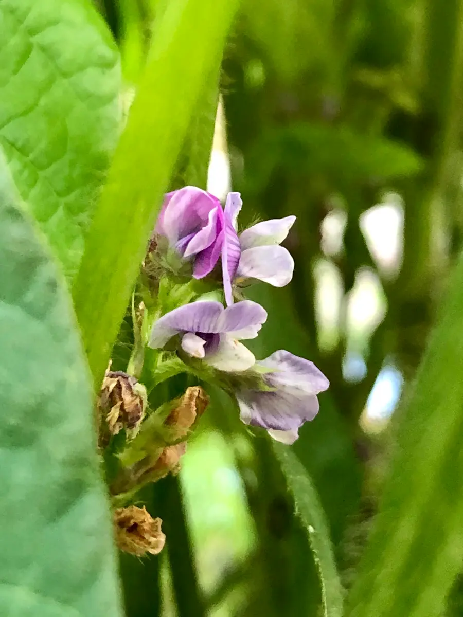 黒枝豆の花「野菜達」のアルバム-みんなの趣味の園芸933522