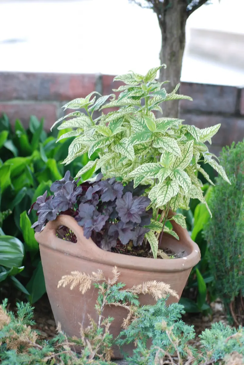 斑入りの一年と一緒に植えてあります。「カラーリーフ コレクション