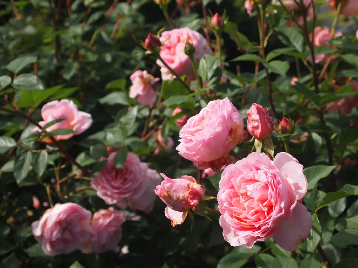 SoniaRykielソニア・リキエル赤じゃ「2016薔薇 軽井沢レイク