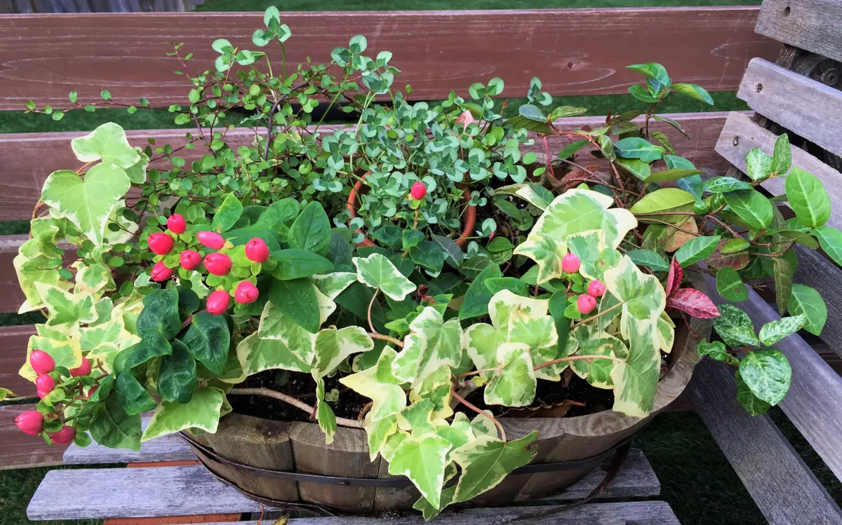 ヒペリカムのピンクのかわいい実に魅か「寄せ植え」のアルバム