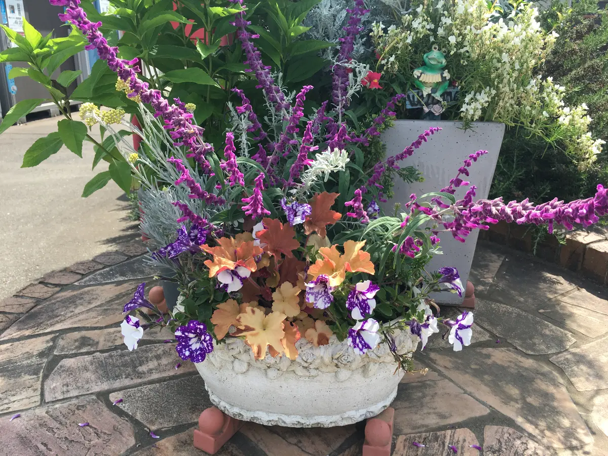 アメジストセージの寄せ植えです「寄せ植え」のアルバム-みんなの趣味
