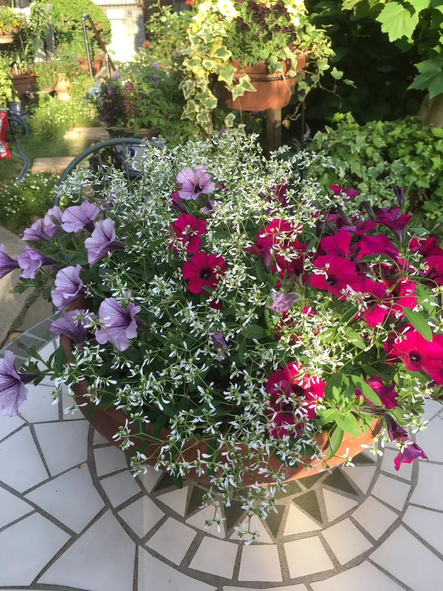 ユーフォルビア エリガベンシス 開花株 2