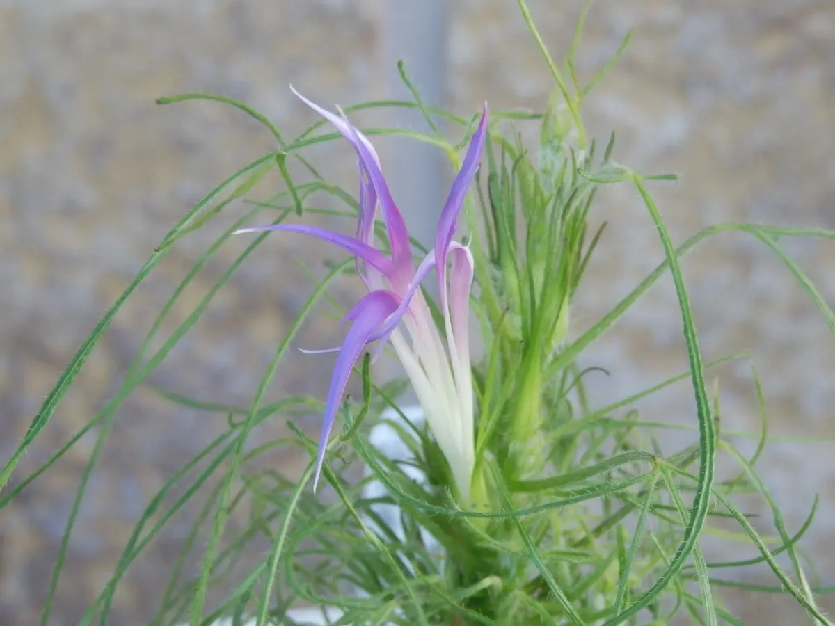 641青糸柳葉極淡藤紫細切采咲牡丹「変化朝顔」のアルバム-みんなの趣味