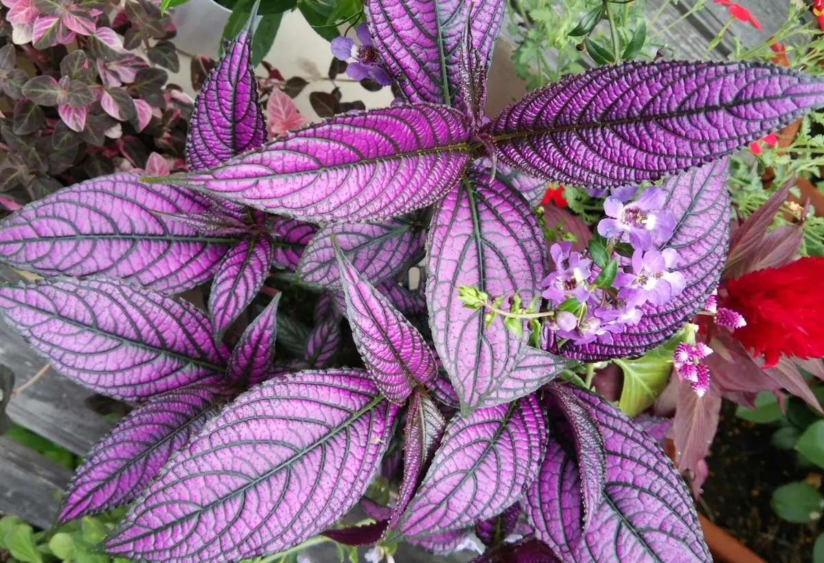 ストロビランティス ディエリアヌス 観葉植物/紫の葉(発根)/送料込み ストロビランティス ディエリアヌス 観葉植物/紫の葉(発根)/送料込み