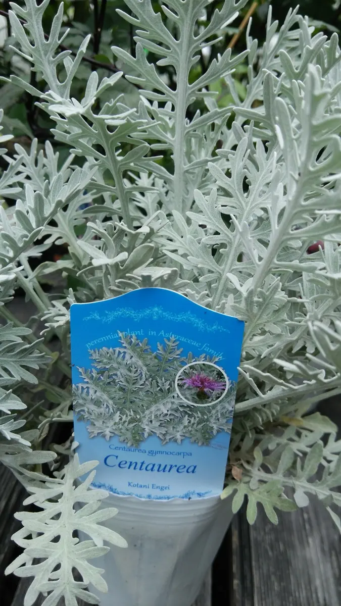 カラテア・ギムノカルパ ケンタウレア・ギムノカルパ (Centaurea gymnocarpa)