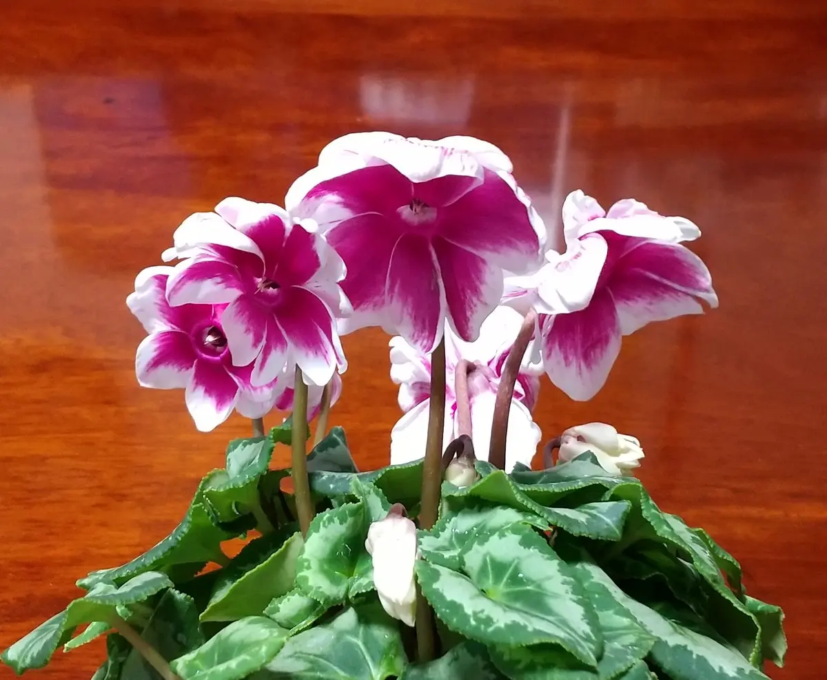 シクラメンプリンセスドレス（2022.1.9「その他 花記録」のアルバム