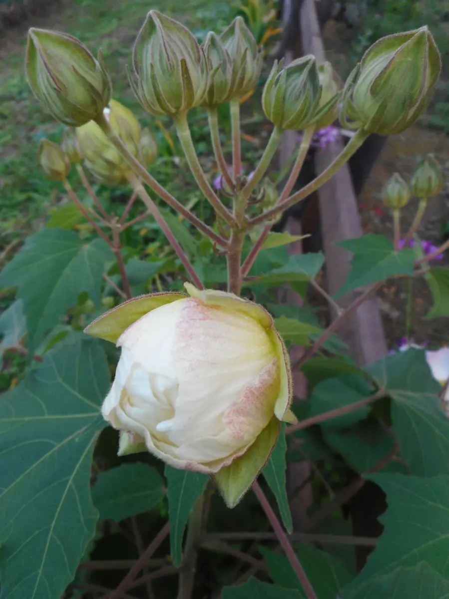 酔芙蓉の蕾たち。「山の畑。」のアルバム-みんなの趣味の園芸502431