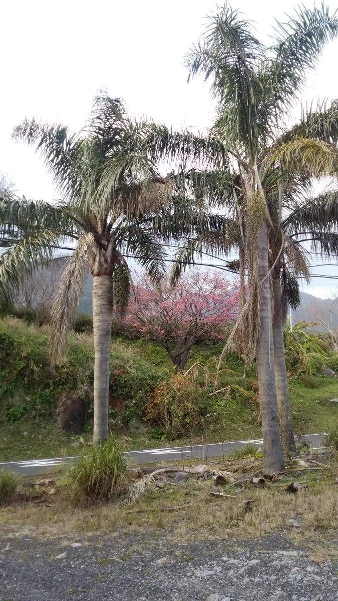 ユスラヤシ／キングパーム「地元花 夏」のアルバム-みんなの趣味の園芸