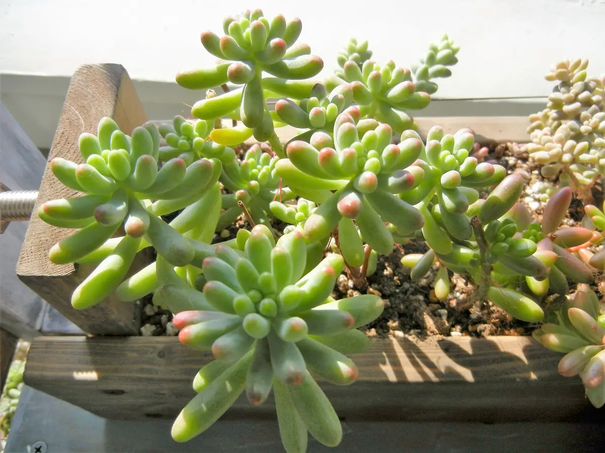 乙女心「多肉」のアルバム-みんなの趣味の園芸355342