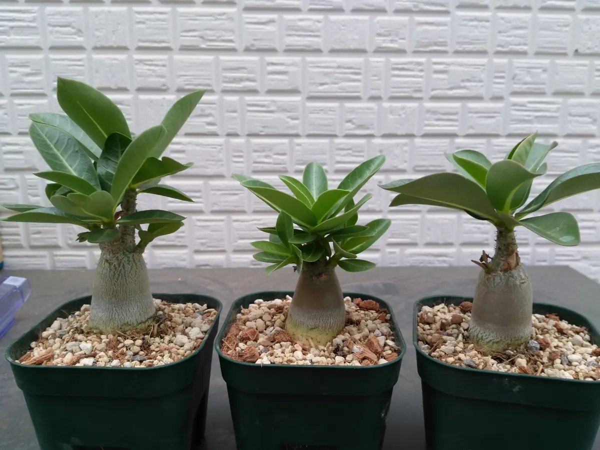 植替え後プレステラ90から105へ左がソ「実生のアデニウム」の