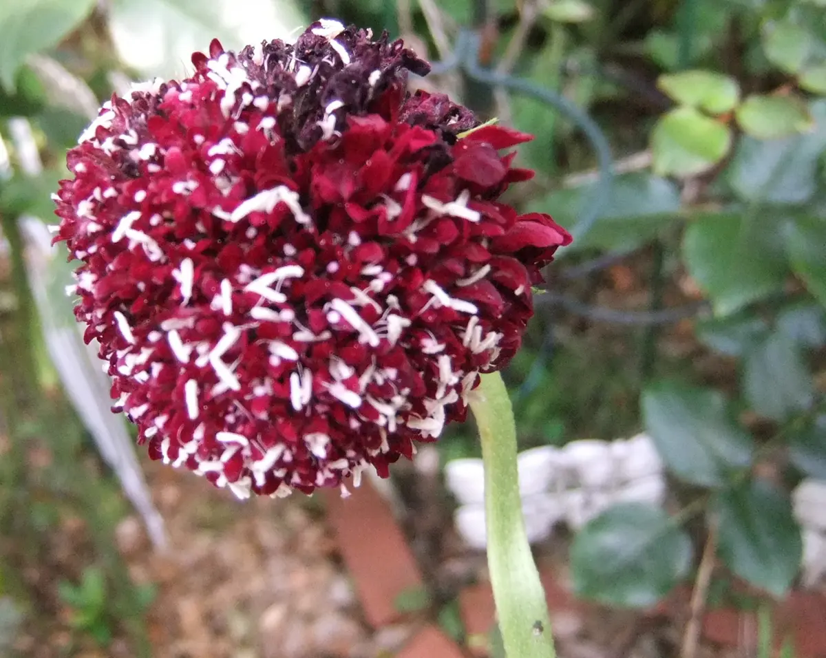 スカビオサ クイズディープレッド③ （「2016．8月の花たち