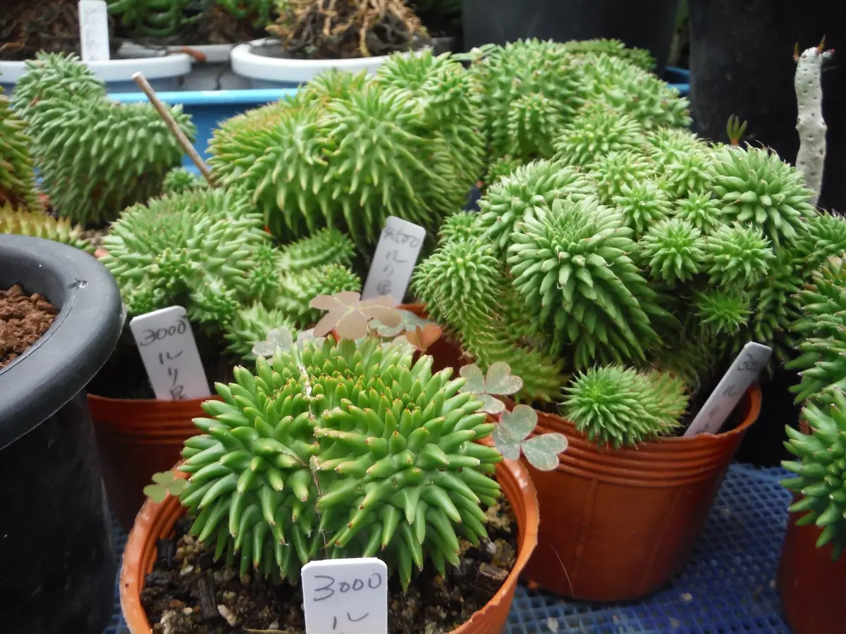 ユーフォルビア・スザンナエ綴化（瑠璃「SHOP」のアルバム-みんなの