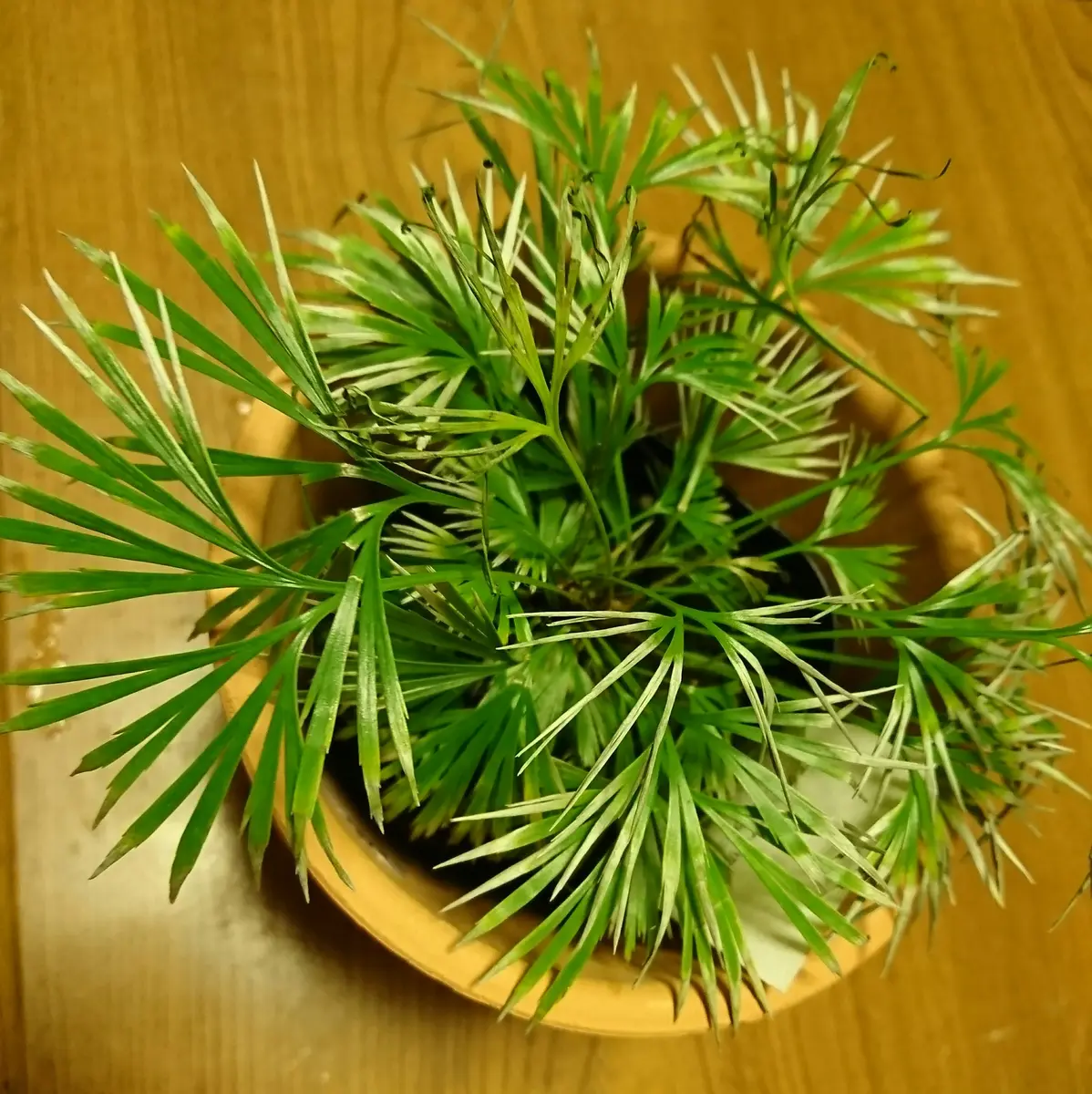 アクティニオ プテリス オーストラリス アクティノプテリス