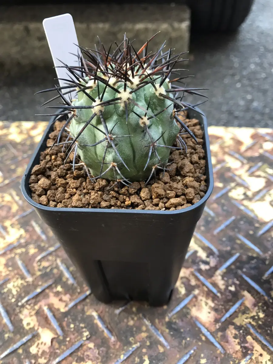 コピアポア“竜魔玉”日本シャボテン大会「サボテン」のアルバム