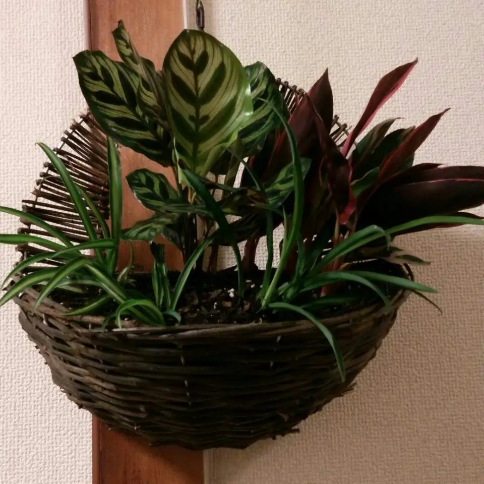 カラテア・トリオスター/カラテア・マコ「寄せ植え」のアルバム