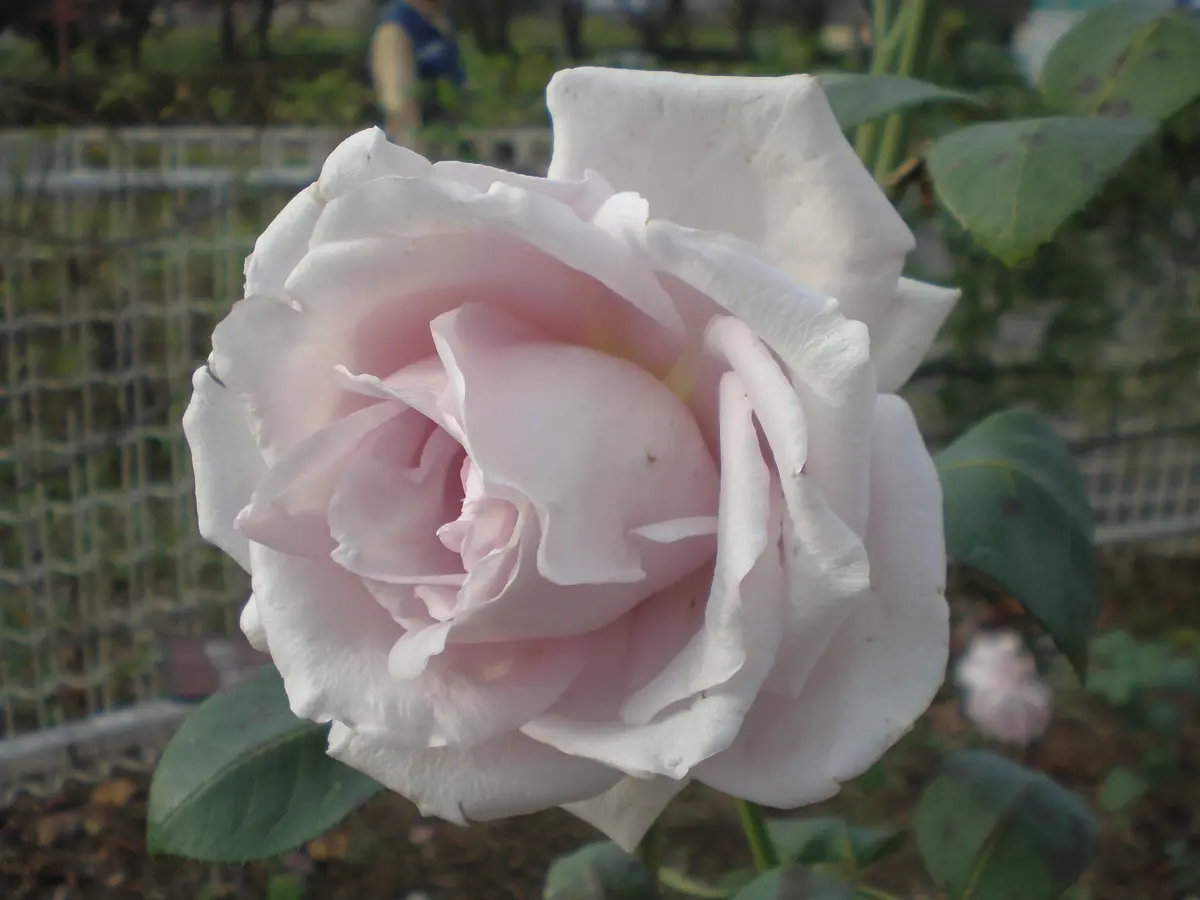 紫香（shiko)1993年 日本 京成バラ園「バラの覚書」のアルバム