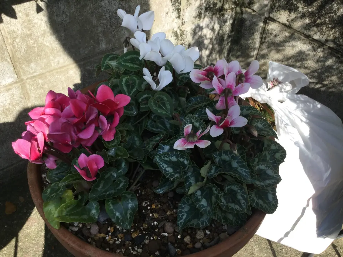 シクラメンの油絵 2025年最新】Yahoo!オークション -シクラメン(油彩)の中古品