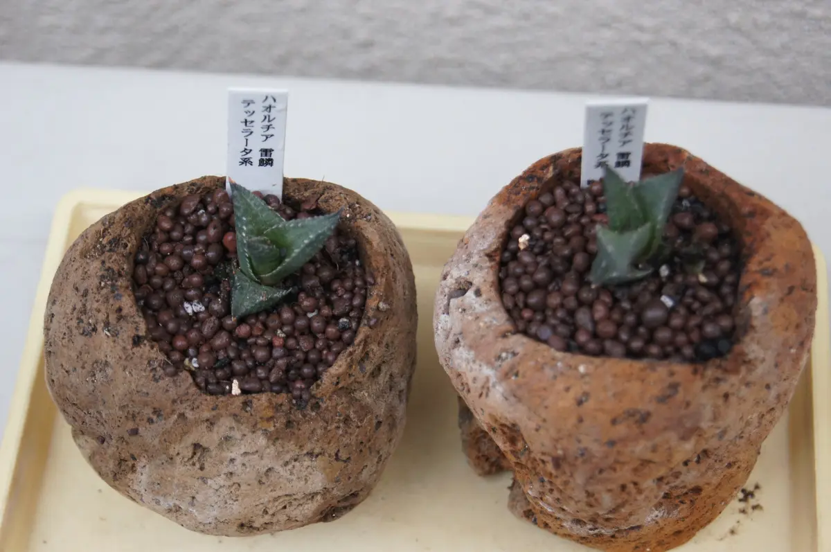 多肉植物 ハオルチア属 雷鱗 竜鱗&雷鱗 | デルオの多肉日記 - 楽天ブログ