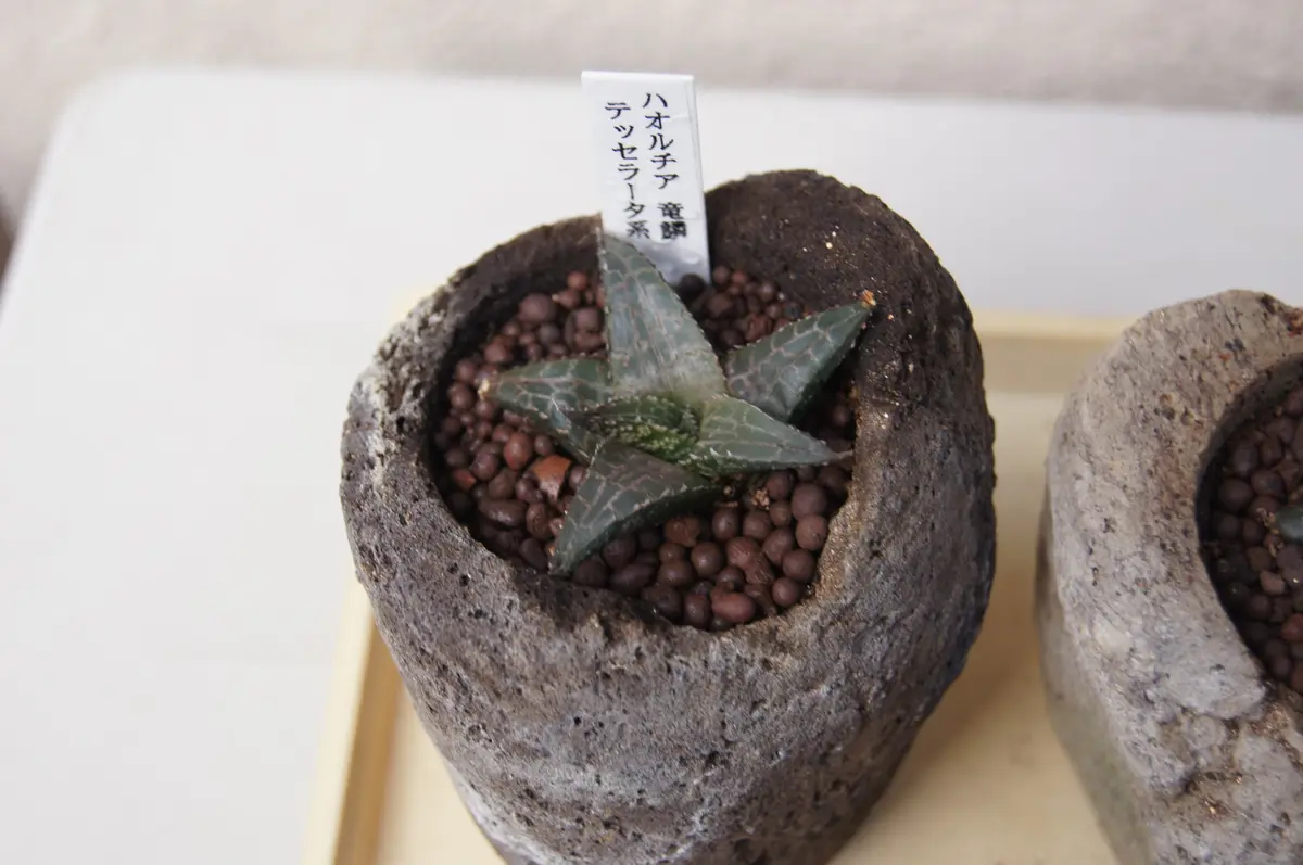 ハオルチア・テッセラータ系の「竜鱗」「多肉植物」のアルバム