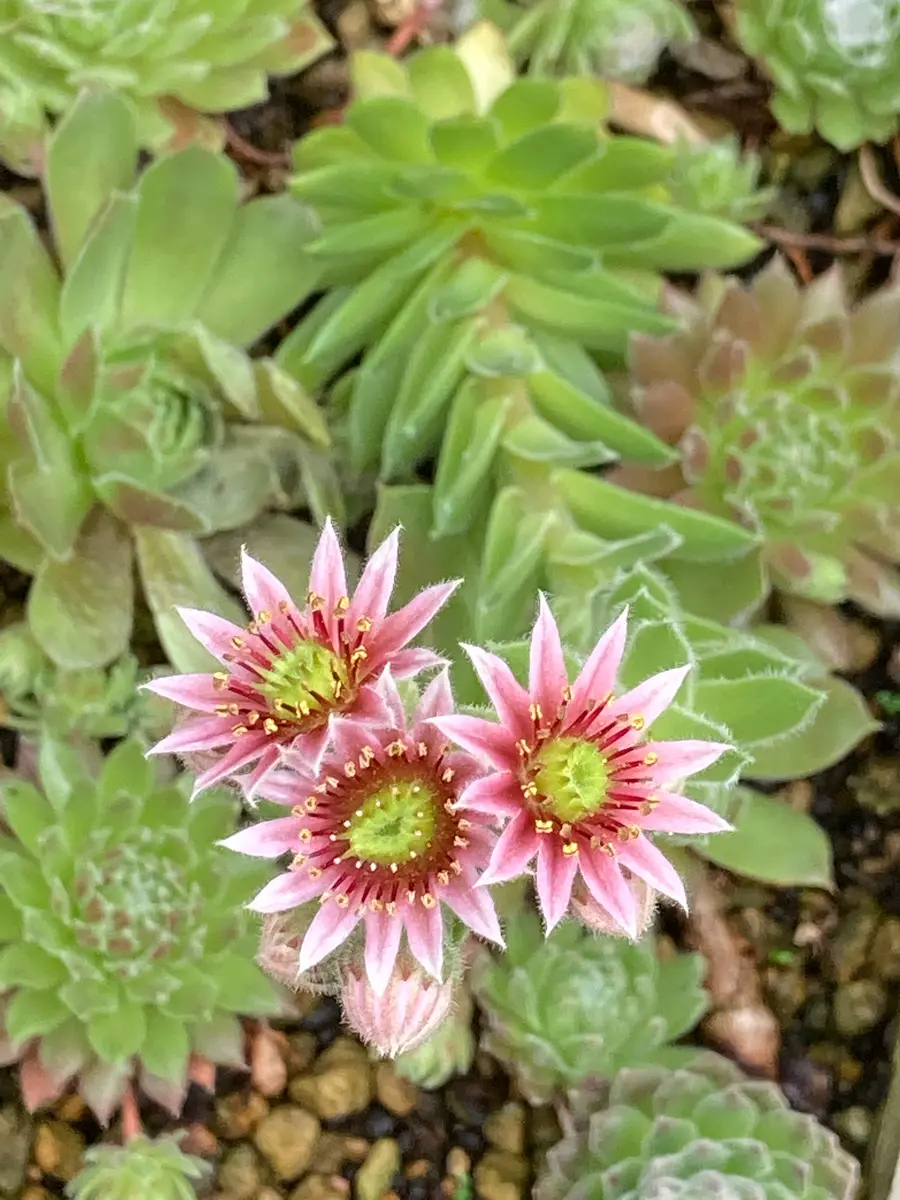 センペルビウム綺麗な花です。花が咲い「多肉」のアルバム-みんなの