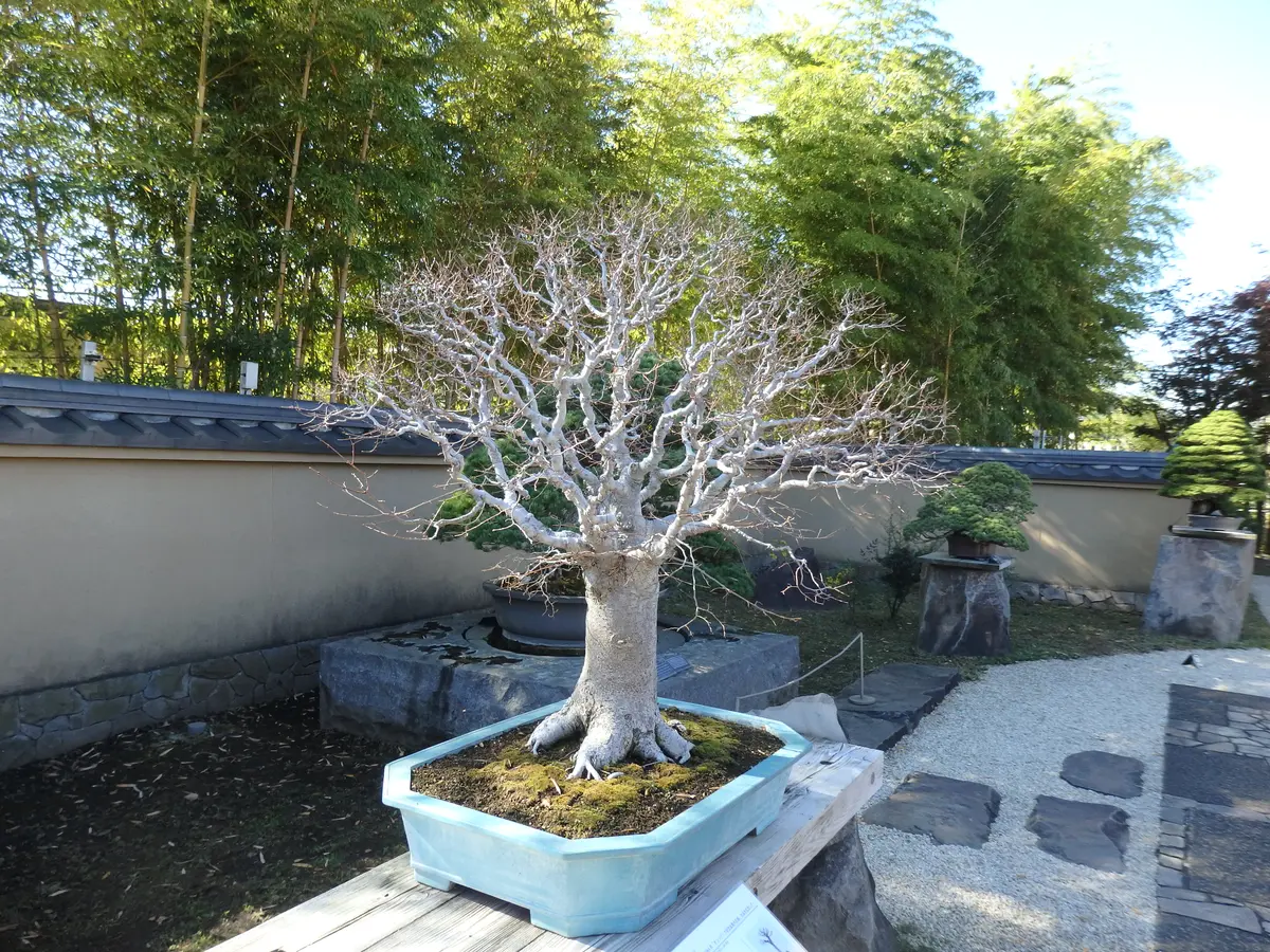2021.11.12初公開 吉田茂のケヤキ。「大宮盆栽美術館。2016.秋