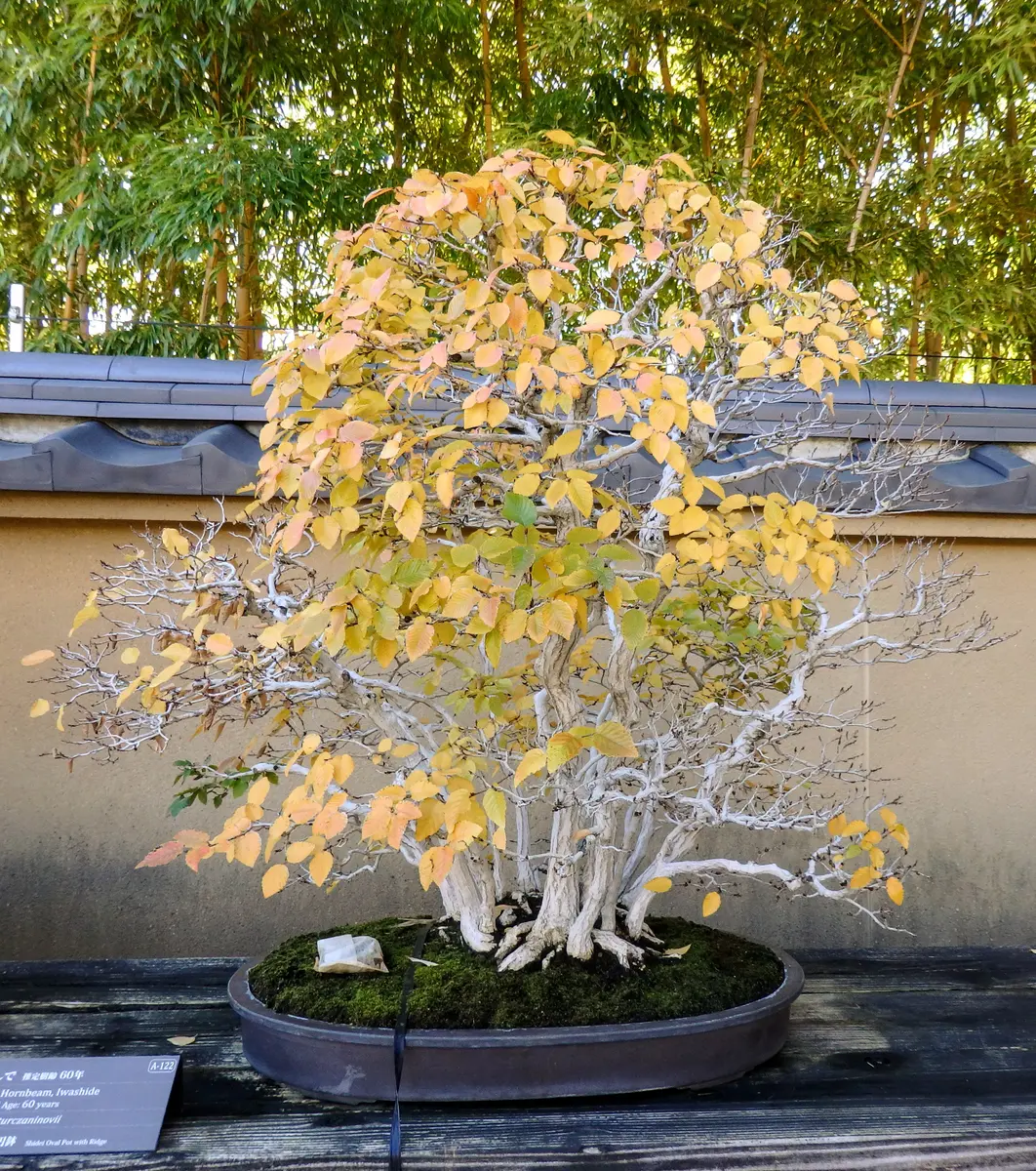 大品 イワシデ盆栽 極太(今週で取り下げセール) 大品 イワシデ盆栽