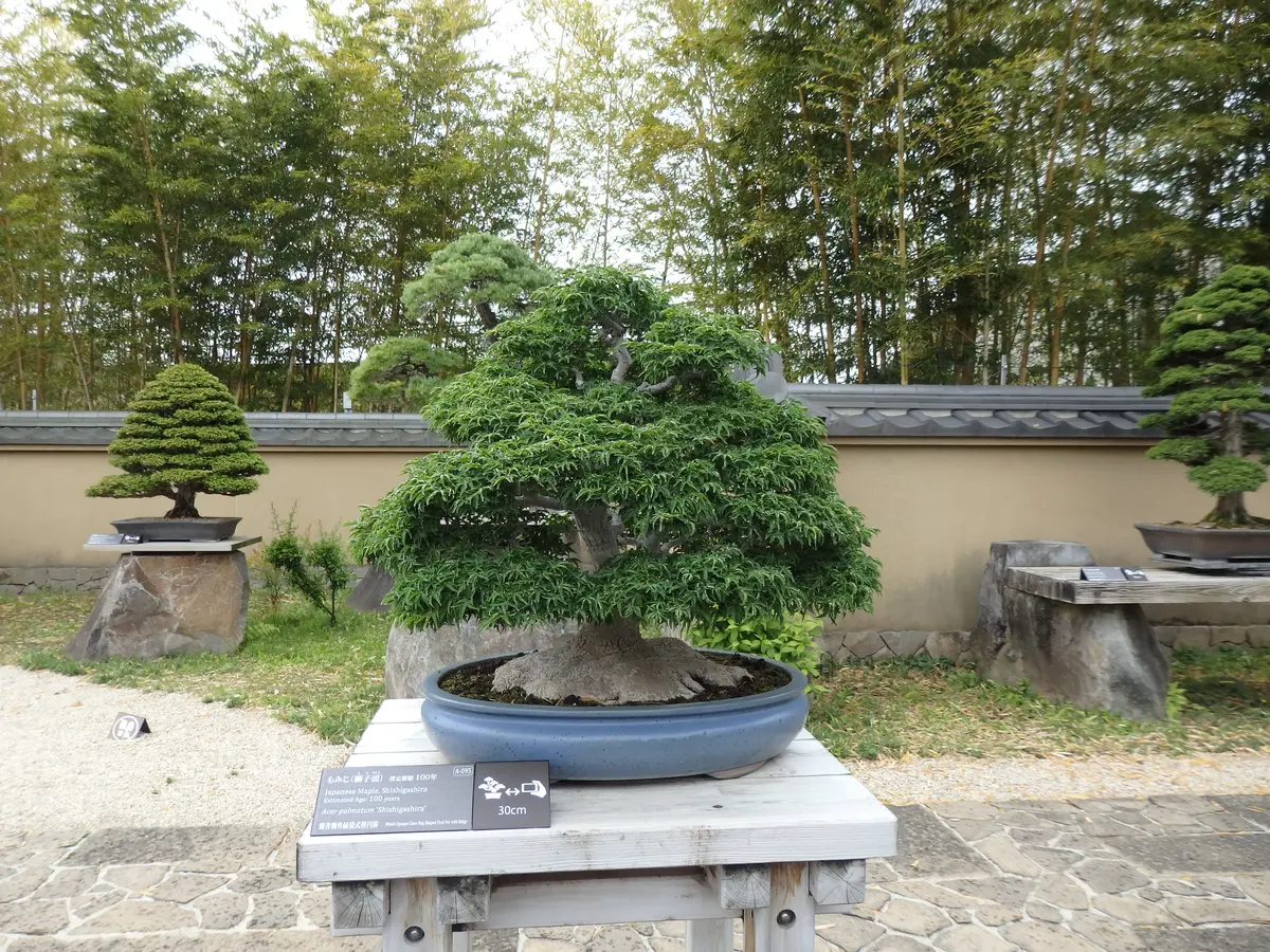 もみじ「獅子頭」 推定樹齢100年「大宮盆栽美術館。2016.秋～2021