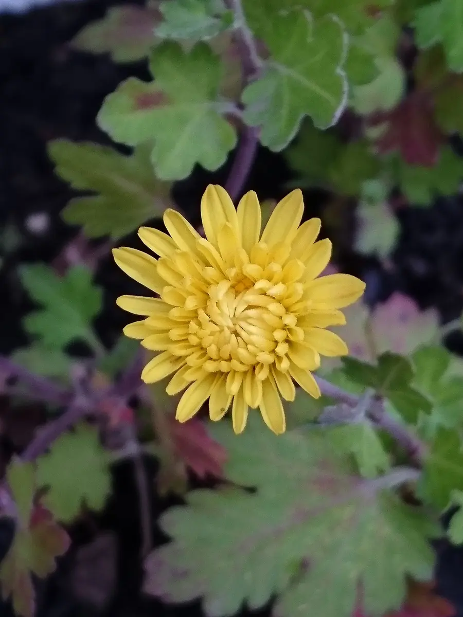 珍しい品種 菊 挿し木 3種類 2本づつ 珍しい品種 菊 挿し木 3種類 2本