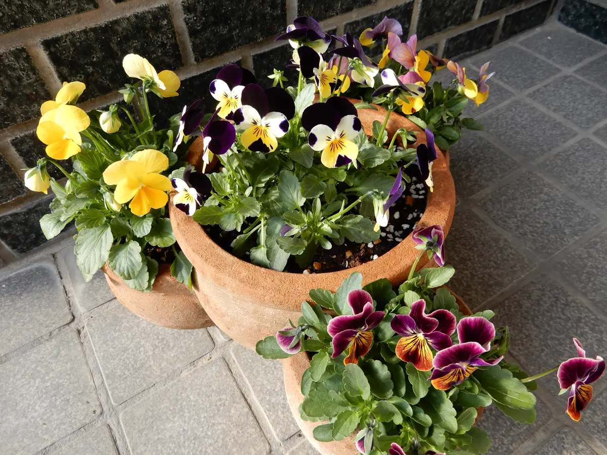 ストロベリーポットの中にビオラを頑張「寄せ植え大好き」の