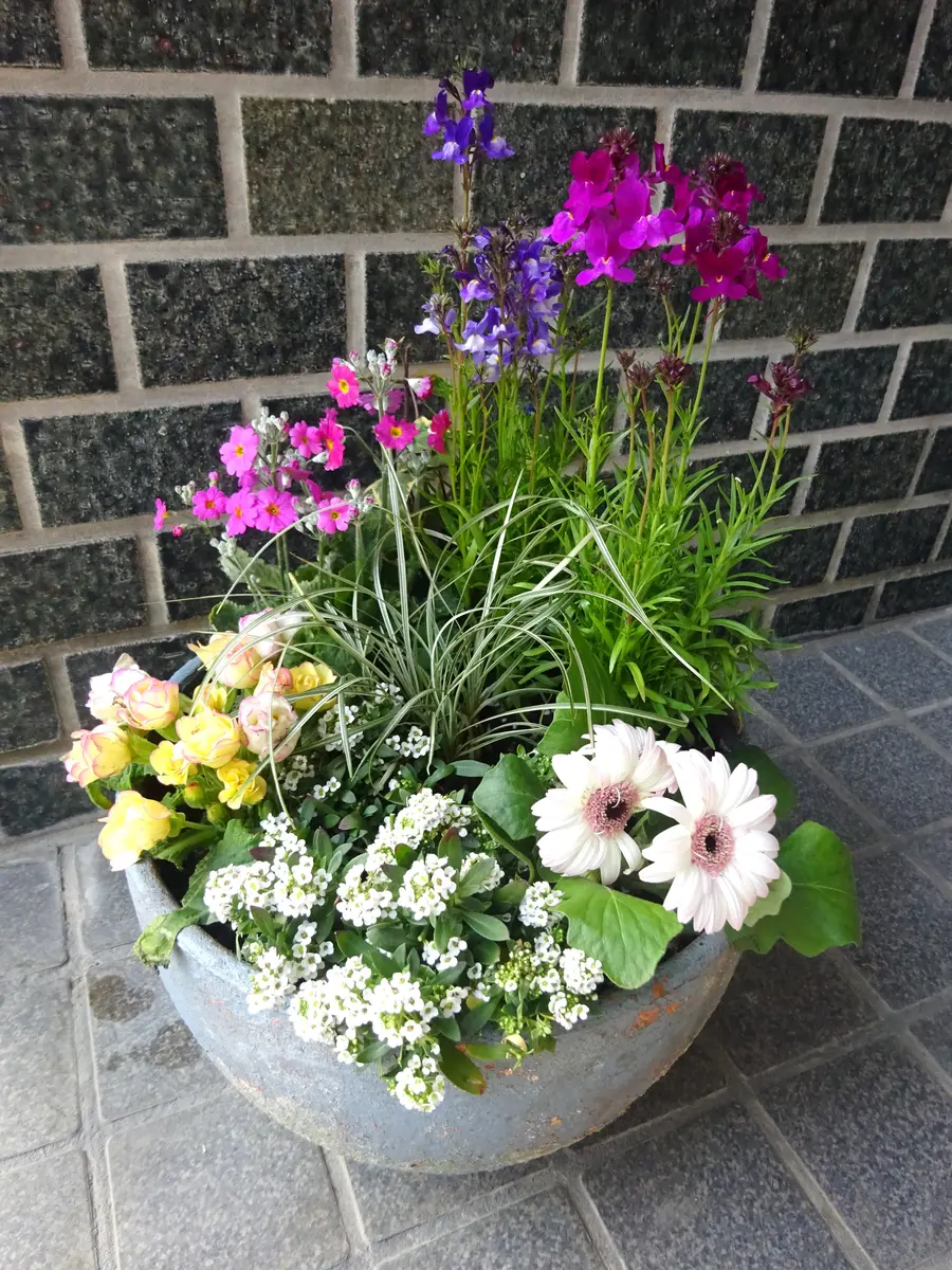 大好きなリナリアの寄せ植えを頑張りま「寄せ植え大好き」の