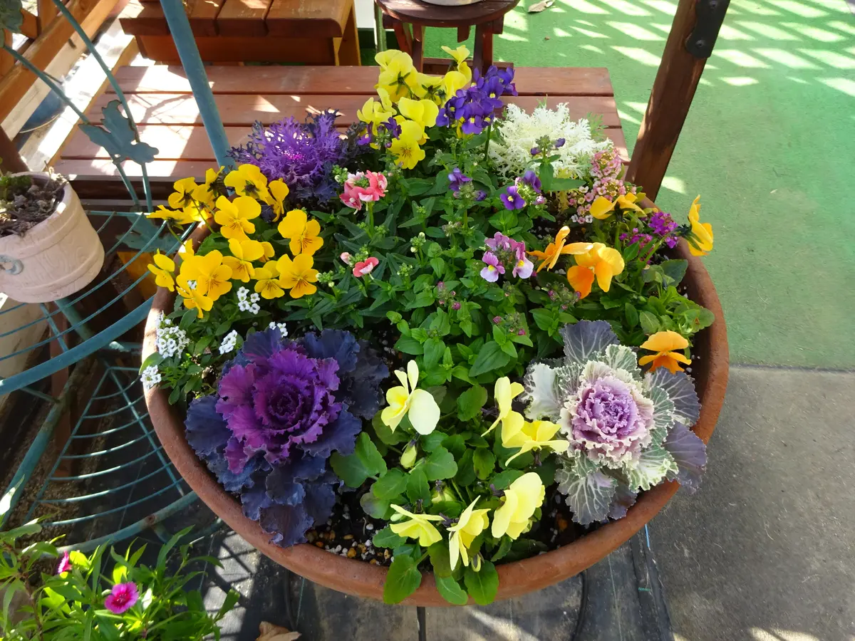 ハボタン、ネメシア、ビオラ等で寄せ植「寄せ植え大好き」の