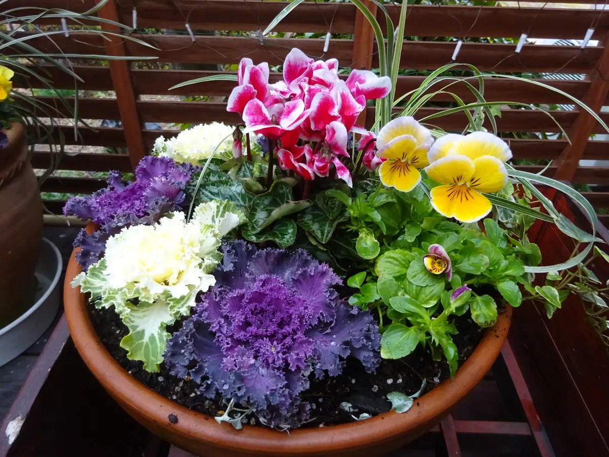 葉牡丹とシクラメン等の寄せ植えを頑張「寄せ植え大好き」の
