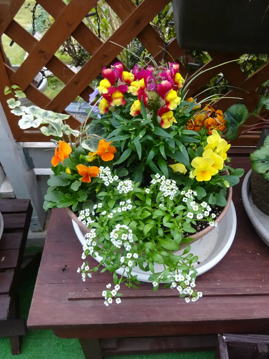 大好きなアリッサム、金魚草、ビオラ「寄せ植え大好き」のアルバム