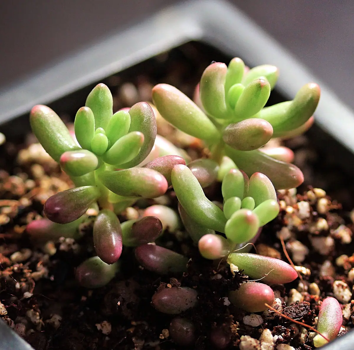 オーロラ(宇宙錦・虹の玉錦)SEDUMRUBR「多肉植物」のアルバム