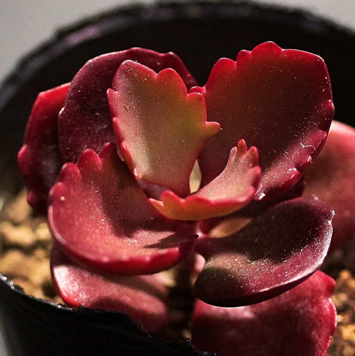 朱蓮 しゅれんKALANCHOELONGIFLORAV多肉植物｜アルバム写真